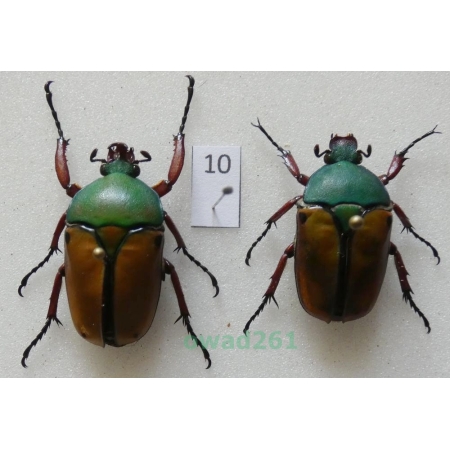 Eudicella smithii (MacLeay, 1838) pair ex. ovo Zair10